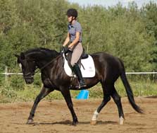 Amelia - Foxhaven Farms