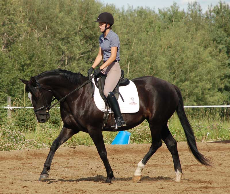 Foxhaven's Amelia