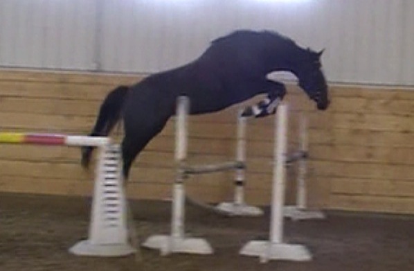 Amelia - Freejump