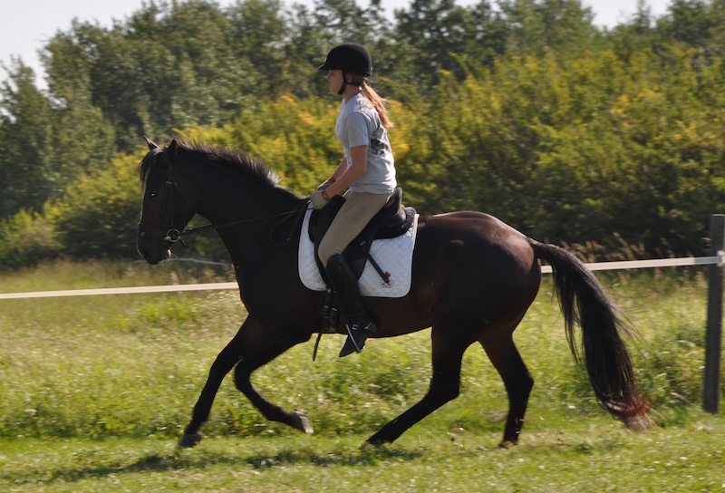 Colonel Hogan - Foxhaven Farms