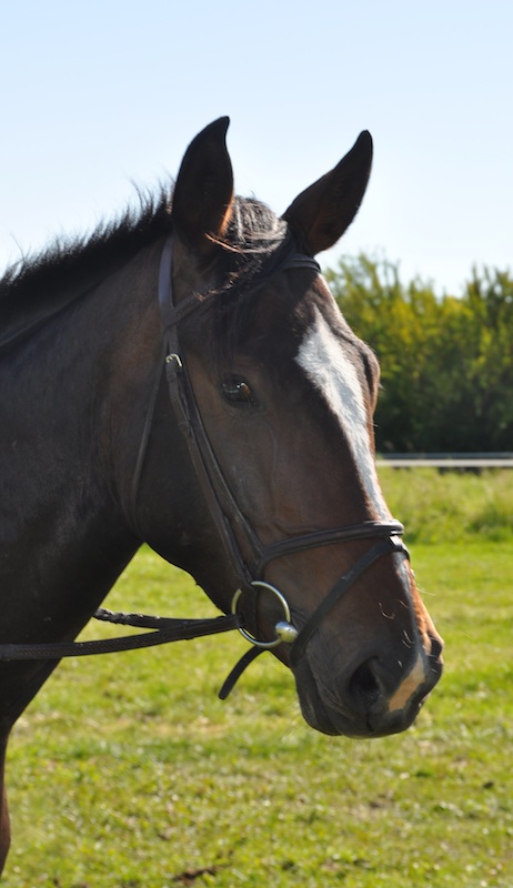 Colonel Hogan - Foxhaven Farms