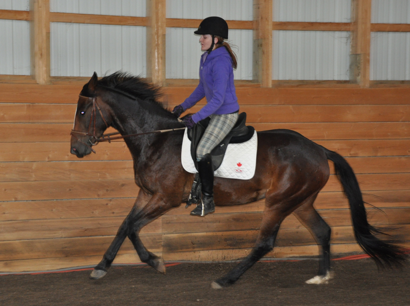 Colonel Hogan - Foxhaven Farms
