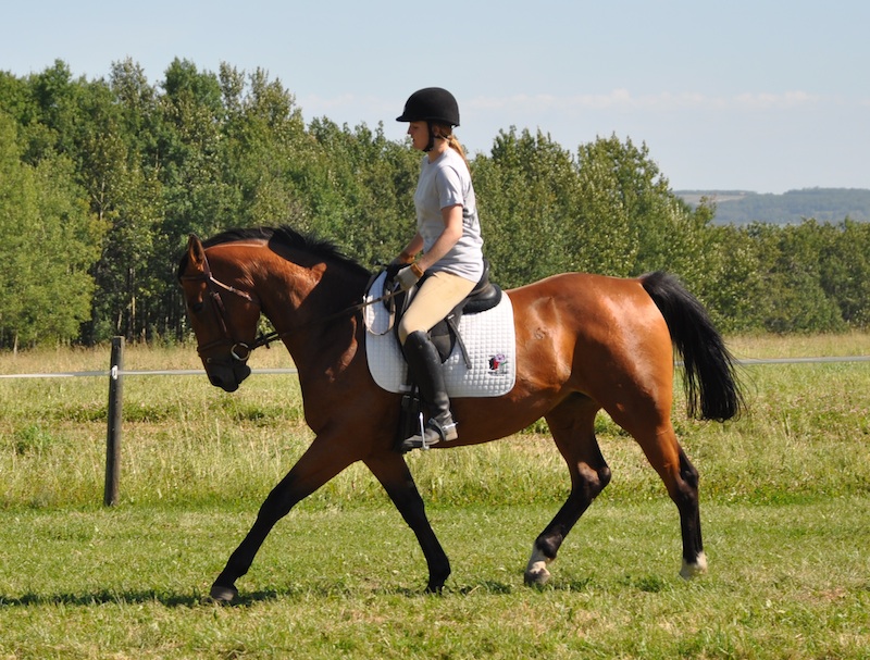 Nefertiti - Foxhaven Farms