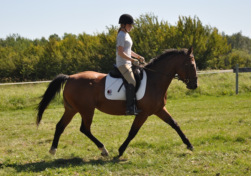 Nefertiti - Foxhaven Farms
