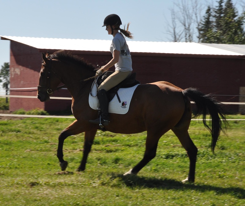Nefertiti - Foxhaven Farms
