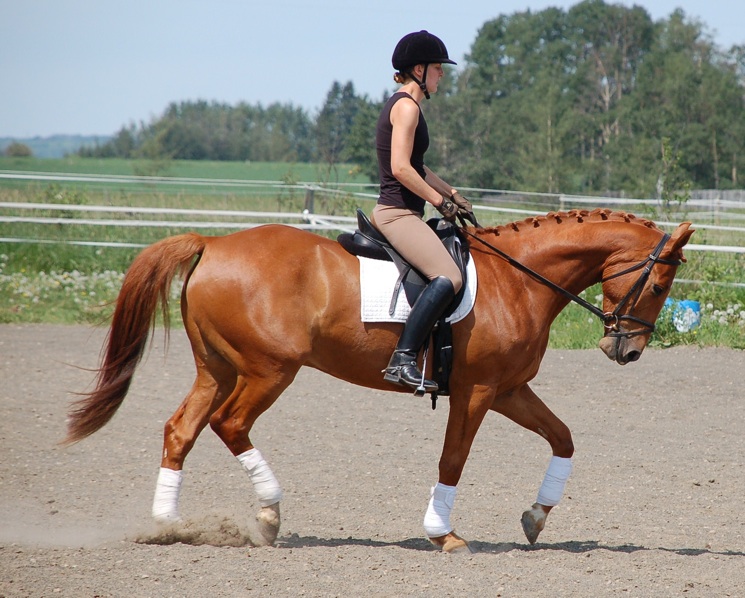 Solen