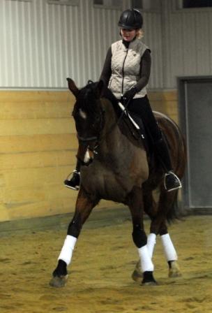 Trooper - dressage