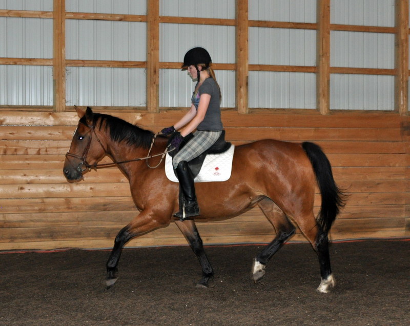 Nefertiti - Foxhaven Farms