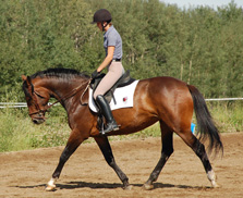 Artillery - Foxhaven Farms