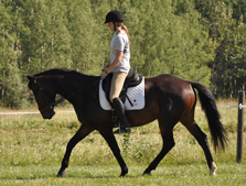 Colonel Hogan - Foxhaven Farms