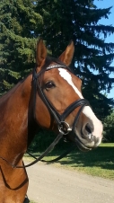 Dezigno - 2008 Canadian Warmblood mare, Foxhaven Farms