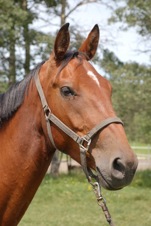 Zoragossa - Foxhaven Farms